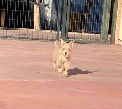 MJM Dogs Foundation: May, Dieren en Toebehoren, Honden | Niet-rashonden, Klein, Teef, Particulier, Eén hond, Buitenland, 15 weken tot 1 jaar