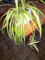 Graslelie, Ophalen, Halfschaduw, Minder dan 100 cm