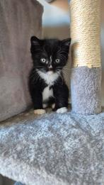 Britse langhaar X europese korthaar kittens, Dieren en Toebehoren, Katten en Kittens | Raskatten | Korthaar