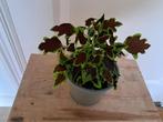 Bijzondere siernetel, Huis en Inrichting, Kamerplanten, Ophalen, Halfschaduw, Minder dan 100 cm