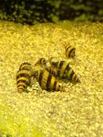 Helena slakken (slak etende slak), Slak of Weekdier