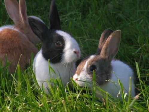 Raskonijnen middelgroot | Verschillende soorten | Deskundi, Dieren en Toebehoren, Konijnen, Dwerg, Meerdere dieren, 0 tot 2 jaar