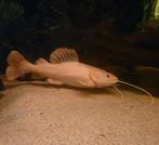 🐠🐟 Platinum Roodstaart Meerval, Slang, 0 tot 2 jaar