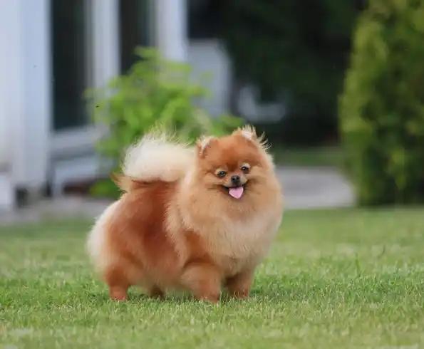 Unieke Dwergkees – Junior Champion zoekt gouden mandje, Dieren en Toebehoren, Honden | Poolhonden, Keeshonden en Oertypen, Teef
