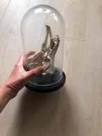 Stolp exclusief schedeltjes, Ophalen