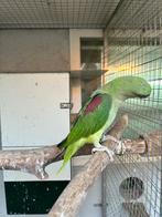 Bewezen koppel grote Alexander parkieten, Dieren en Toebehoren, Vogels | Parkieten en Papegaaien, Meerdere dieren, Parkiet, Geringd