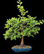 Bonsai leiboom iep, Bloeit niet, Overige soorten, Minder dan 100 cm, Ophalen