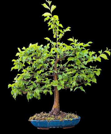 Bonsai leiboom iep beschikbaar voor biedingen