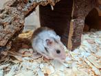 super leuke en tamme goudhamsters, Hamster, Juli, Meerdere dieren, Tam