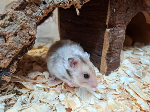 super leuke en tamme goudhamsters, Dieren en Toebehoren, Knaagdieren, Meerdere dieren, Hamster, Juli, Tam