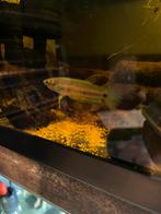 betta unimaculata mahakam f1, Dieren en Toebehoren, Vissen | Aquariumvissen, Vis