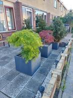 acer palmatum, Bloeit niet, Halfschaduw, Overige soorten, Minder dan 100 cm