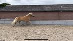 Prachtige haflinger merrie, Merrie, Minder dan 160 cm, 3 tot 6 jaar, Onbeleerd