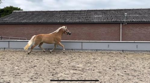 Prachtige haflinger merrie, Dieren en Toebehoren, Paarden, Merrie, Onbeleerd, Minder dan 160 cm, 3 tot 6 jaar, Met stamboom, Gechipt