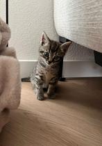 Lief speels kitten zoekt een warm thuis, Kater, Ontwormd, 0 tot 2 jaar