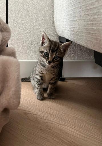 Lief speels kitten zoekt een warm thuis  beschikbaar voor biedingen