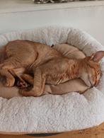 Abessijn / Oosterse korthaar mix kater te koop, Kater