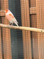 Rood mozaïek man, Dieren en Toebehoren, Vogels | Parkieten en Papegaaien, Mannelijk