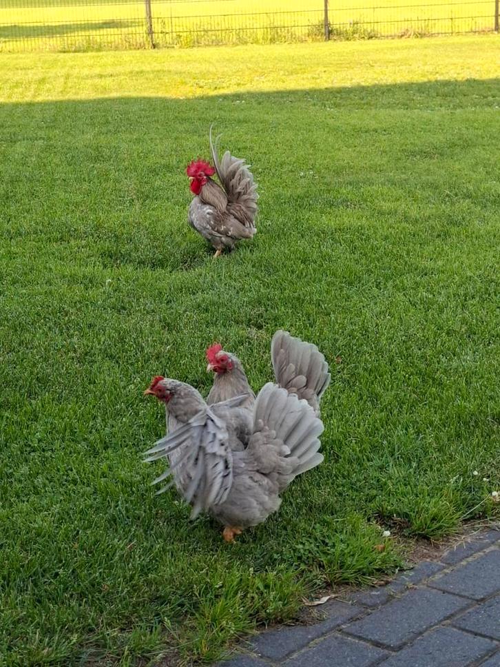 Chabo's - diverse kleurslagen, Dieren en Toebehoren, Pluimvee, Kip, Vrouwelijk
