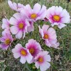 Zaden Cosmos Daydream, Verzenden, Volle zon