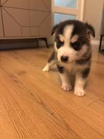 Pomsky husky look 1 reu 💙te koop blauwe ogen 10 nov geb, Dieren en Toebehoren, Honden | Poolhonden, Keeshonden en Oertypen, Parvo