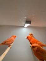 koppel rode kanarie, Dieren en Toebehoren, Meerdere dieren, Kleurkanarie