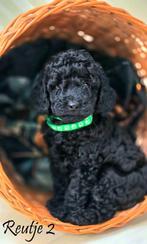 Dwergpoedel - Pups, Dieren en Toebehoren, Poedel, CDV (hondenziekte), 8 tot 15 weken, Meerdere