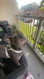 Franse Bulldog teefje Mekkie zoekt een liefdevol thuis, 1 tot 2 jaar, Teef, Bulldog, Eén hond