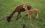 Drachtige Alpaca merrie met merrie veulen, Dieren en Toebehoren, Overige Dieren, Juni, Vrouwelijk