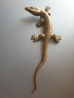 Koperen hagedis, Ophalen of Verzenden