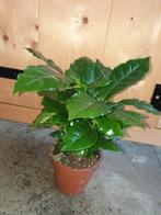 Kamerplant Coffea arabica, Ophalen, Halfschaduw, Minder dan 100 cm
