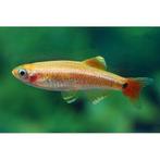Chinese Danio Gold - Koidream Valburg, Vis, Zoetwatervis, Schoolvis