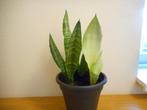 3 kleuren sanseveria in 1 pot, Ophalen of Verzenden, Halfschaduw, Minder dan 100 cm