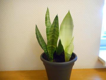 3 kleuren sanseveria in 1 pot beschikbaar voor biedingen