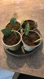 Klein plantje Scindapsus Pictus (Epipremnum), Huis en Inrichting, Kamerplanten, Ophalen, Halfschaduw, Minder dan 100 cm