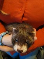 2 fretten pups te koop, Dieren en Toebehoren, Mei, Meerdere dieren