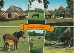 BLADEL Boerderij Paarden Koeien Schapen Groeten, Verzamelen, Ansichtkaarten | Nederland, Ongelopen, Noord-Brabant, Verzenden, 1980 tot heden