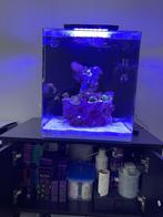 Blue Marine Reef 60 Compleet Zeeaquarium met alle toebehoren, Ophalen, Nieuw, Gevuld zeewateraquarium