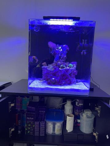 Blue Marine Reef 60 Compleet Zeeaquarium met alle toebehoren beschikbaar voor biedingen