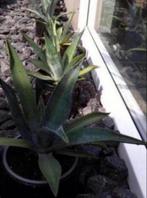 Bio Nederlandse blauw Agave zonplanten in de potten diverse, Huis en Inrichting, Kamerplanten, Ophalen of Verzenden, Minder dan 100 cm