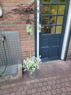 Esdoorn  acer in sierpot, Ophalen, Bloeit niet, Halfschaduw, Overige soorten