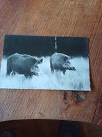 Ansichtkaart wilde zwijnen 1959, Ophalen of Verzenden, 1940 tot 1960