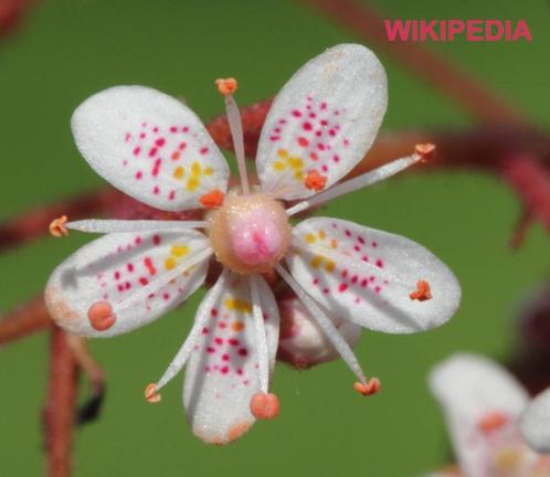 Schildersverdriet Saxifraga U.1e > knoppen zie laatste foto!, Tuin en Terras, Planten | Tuinplanten, Vaste plant, Bodembedekkers