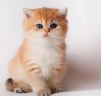 Verkocht ! Prachtige Raszuivere Britse Korthaar Kittens, Dieren en Toebehoren, Meerdere dieren