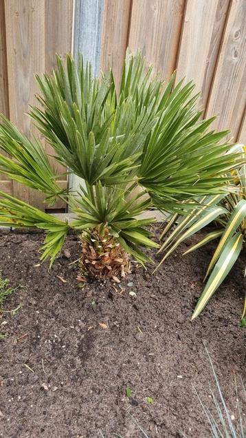 Palmboom Chamaerops Humilis / Europese Dwergpalm  beschikbaar voor biedingen