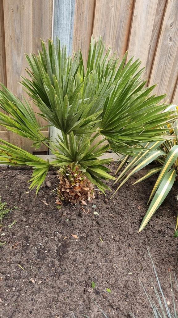 Palmboom Chamaerops Humilis / Europese Dwergpalm, Tuin en Terras, Planten | Tuinplanten, Ophalen