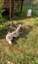 Serama haantjes (kip), Dieren en Toebehoren, Mannelijk, Kip