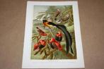 Antieke kleurenlithografie - Vogels Wevers - Ca 1900 !!, Ophalen of Verzenden, Voor 1940, Nieuw