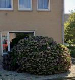 GRATIS OPHALEN grote struik hortensia, Ophalen, Hortensia