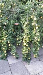 Kweepeerboom, Ophalen, Volle zon, Overige soorten